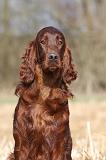 SETTER IRLANDAIS 428